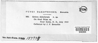 Galera dakotensis image